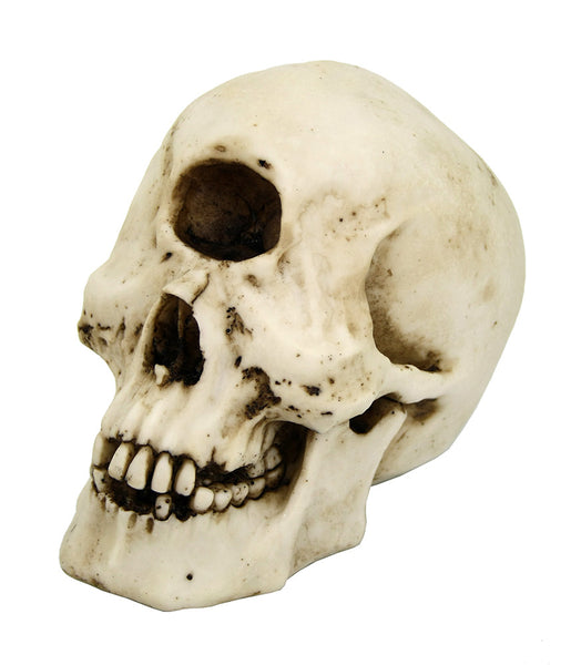 Cyclops Skull Collectible Figurine Desktop Home Decor 5.25 Inches H