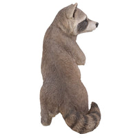 Realistic Looking Raccoon Standing On Hind Legs Statue Detailed Sculpture Amazing Likeness Life Size Scale Resin Sculpture Hand Painted Statue Indoor Outdoor Decor