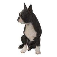 Realistic Life Size Boston Terrier Statue Detailed Sculpture Glass Eyes Hand Painted Resin 16 inch Figurine Home Decor Amazing Likeness