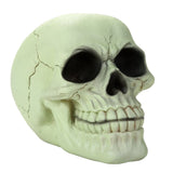Glow In the Dark Luminescence Skull Halloween Decorative Accessory 3.75 Inch Tall
