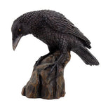 Raven Skull Statue Cold Cast Resin Figurine