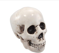 PTC Pacific Giftware Skull Skeleton Savings Piggy/Coin/Money Bank, 6" H, White