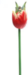 PTC Tulip with Winged Fairy Flitty Statue Figurine in Window Gift Box