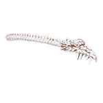 Pacific Giftware Dragon Skull Bone Back Scratcher Home Decor Resin