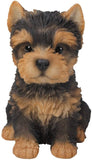 Adorable Seated Yorkshire Terrier Puppy Yorkie