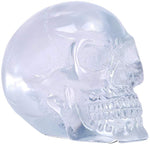 ABZ Brand Clear Translucent Skull Collectible Halloween Skeleton Human