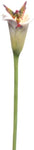 Calla Lilly with Fairy Flitty Statue Figurine in Window Gift Box