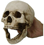 Homo Sapiens Skull with Movable Jaw Collectible Desktop Figurine Gift 6 Inch