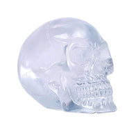 ABZ Brand Clear Translucent Skull Collectible Halloween Skeleton Human