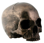 7 Inch Collectible Cold Cast Bronze Colored Resin Bronze Skull Head