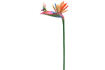 PTC Bird of Paradise with Fairy Flitty Statue Figurine in Window Gift Box