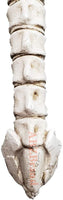 Skeleton Bone Back Scratcher Resin Skull Head Tail Bone