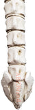 Skeleton Bone Back Scratcher Resin Skull Head Tail Bone