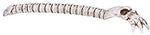 Pacific Giftware Skeleton Bone Back Scratcher Home Decor Resin