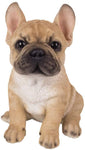 Adorable French Bulldog Puppy Statue Glass Eyes Frenchie AKC Pup