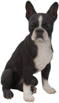 Realistic Life Size Boston Terrier Statue Detailed Sculpture Glass Eyes Hand Painted Resin 16 inch Figurine Home Decor Amazing Likeness