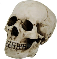 Homo Sapiens Skull with Movable Jaw Collectible Desktop Figurine Gift 6 Inch