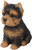 Adorable Seated Yorkshire Terrier Puppy Yorkie