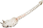 Skeleton Bone Back Scratcher Resin Skull Head Tail Bone