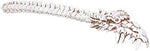 Pacific Giftware Dragon Skull Bone Back Scratcher Home Decor Resin