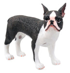 Boston Terrier, SS-5021