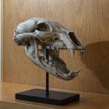 PACIFIC GIFTWARE Replica Extinct Pantherine Animals American lion Skeleton Skull Fossil Resin Figurine