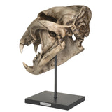 PACIFIC GIFTWARE Replica Extinct Pantherine Animals American lion Skeleton Skull Fossil Resin Figurine