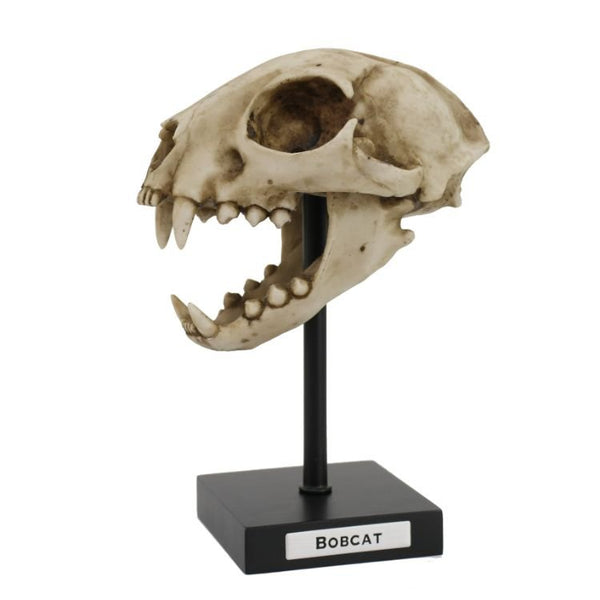 Replica Prehistoric Skulls Fossil Look Resin Sculpture with Stand