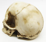 PACIFIC GIFTWARE Homo Sapien Mini Skull Collectible Figurine