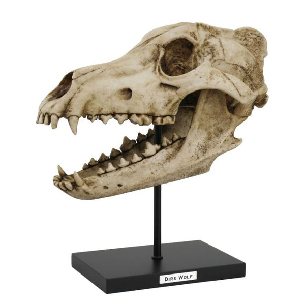 PACIFIC GIFTWARE Dire Wolf Skull Faux Fossil Resin Sculpture with Stand