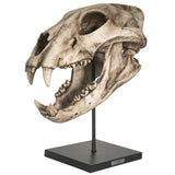PACIFIC GIFTWARE Replica Extinct Pantherine Animals American lion Skeleton Skull Fossil Resin Figurine