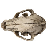 PACIFIC GIFTWARE Replica Extinct Pantherine Animals American lion Skeleton Skull Fossil Resin Figurine