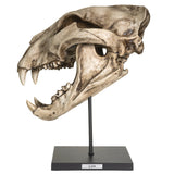 PACIFIC GIFTWARE Replica Extinct Pantherine Animals American lion Skeleton Skull Fossil Resin Figurine