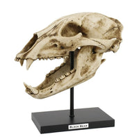 PACIFIC GIFTWARE Replica Prehistoric Skulls Fossil Look Resin Sculpture with Stand