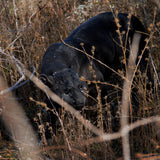 PACIFIC GIFTWARE Realistic Big Cat Black Panther Jaguar Leopard Resin Figurine Statue