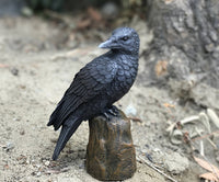 PACIFIC GIFTWARE Dark Raven Crow Perched On Tree Stump Collectible Figurine Lifelike Colors 6 inch Halloween Haunted House Evil Decor